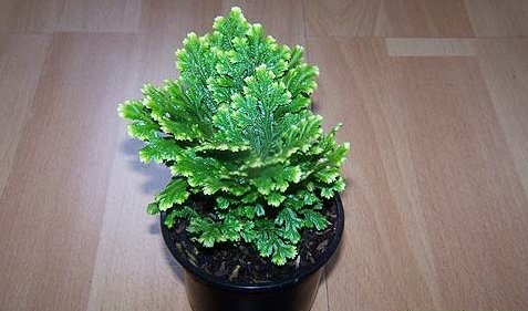 Cây Rêu Phong Uyển (Cây Rêu May Mắn) 2