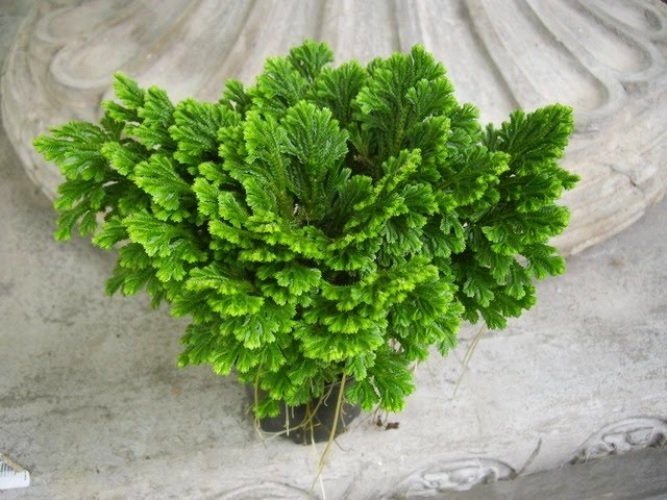 Cây Rêu Phong Uyển (Cây Rêu May Mắn)