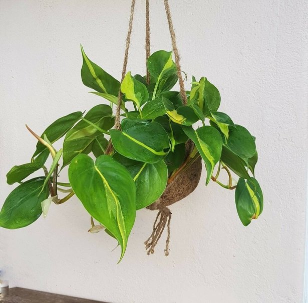Cây Trầu Bà Brazil Chậu Treo