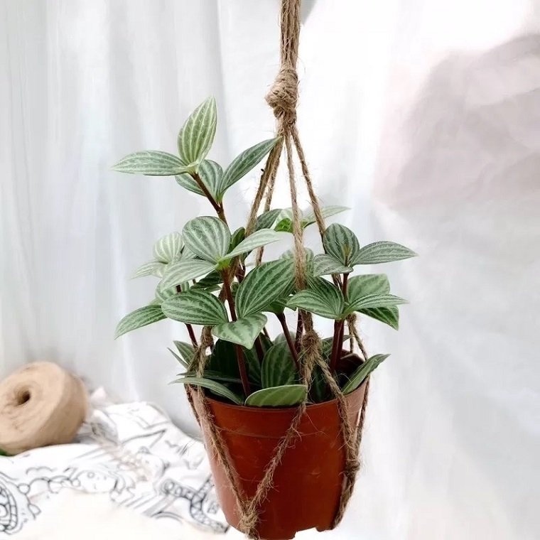 Cây Bình An Chậu Treo 3