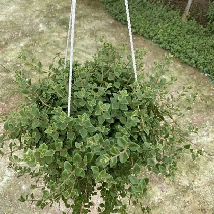 Cây Vẩy Rồng Chậu Treo