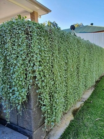 Cây Vẩy Rồng Chậu Treo 2