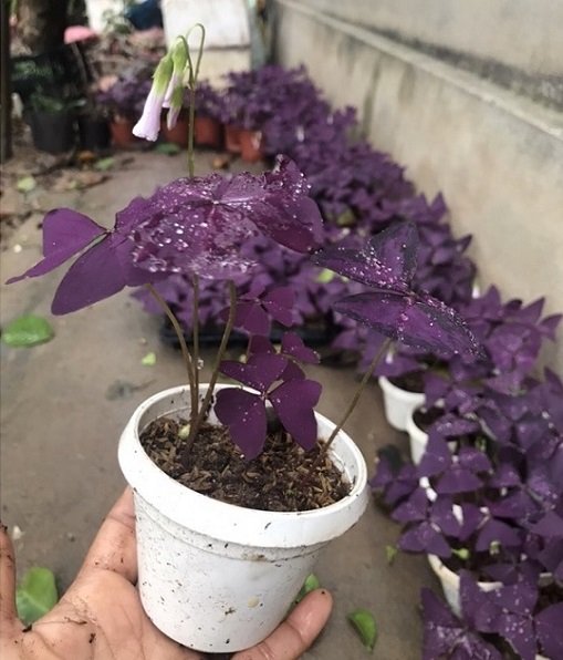 Cây Bướm Đêm Chậu Treo 3
