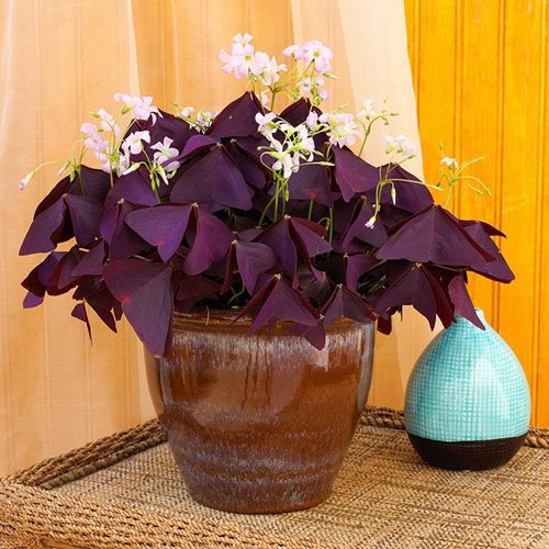Cây Bướm Đêm Chậu Treo 2
