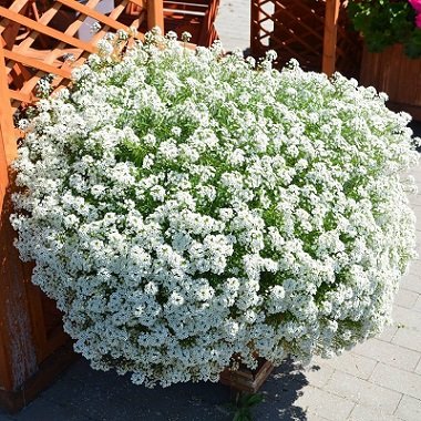 Cây Hoa Hương Tuyết Cầu