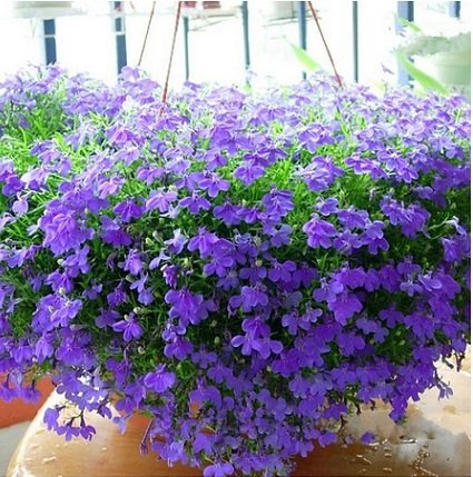 Cây Hoa Thúy Điệp Chậu Treo