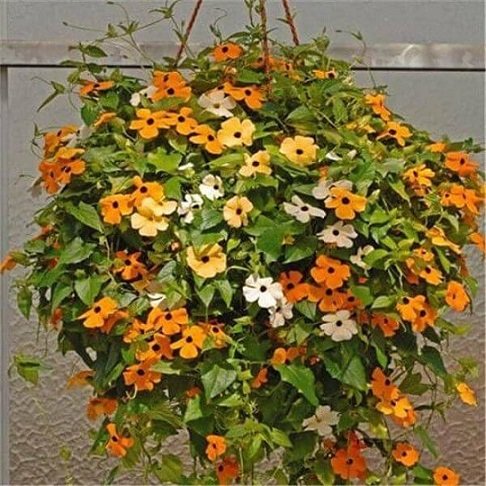 Cây Hoa Mắt Huyền Chậu Treo 2