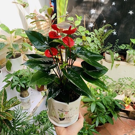 Cây Hồng Môn Để Bàn