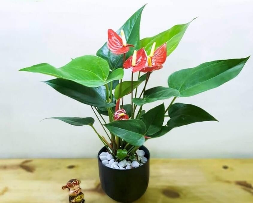 Cây Hồng Môn Để Bàn 3