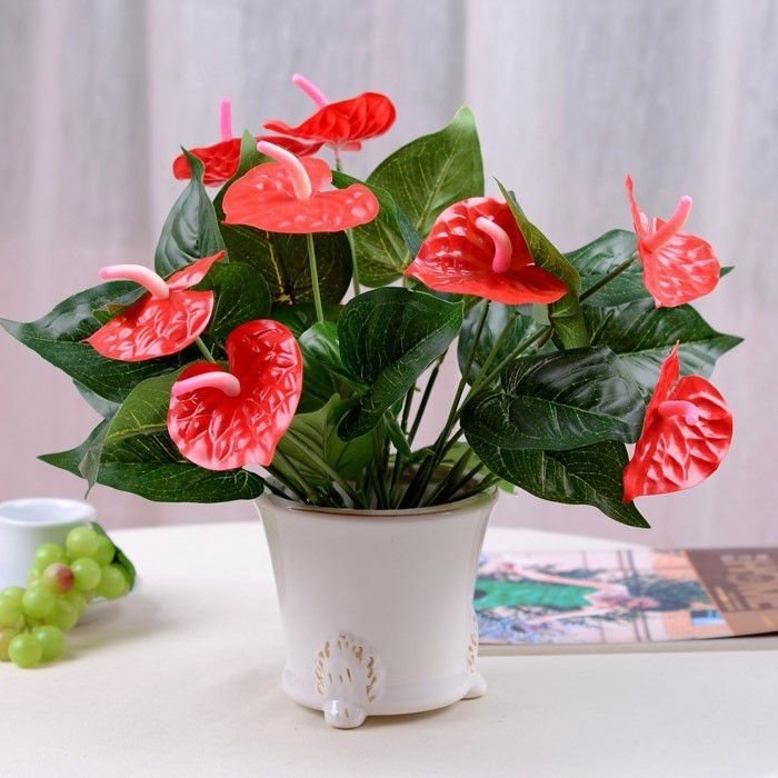 Cây Hồng Môn Để Bàn 2