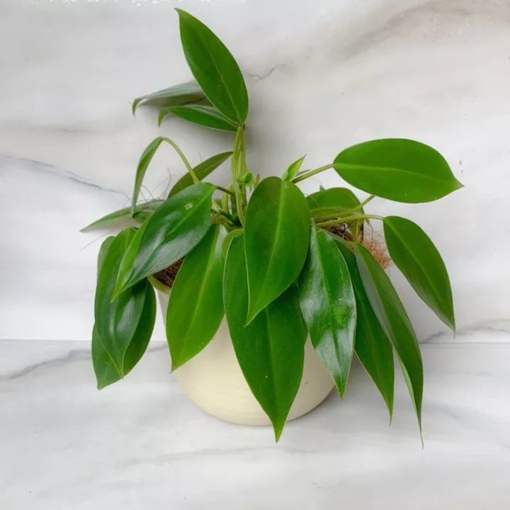 Cây Trầu Bà Tỷ Phú Để Bàn 3