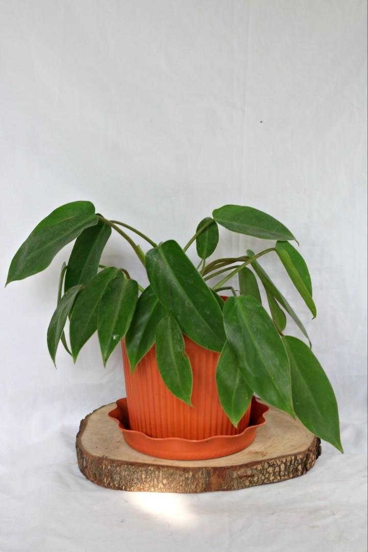 Cây Trầu Bà Tỷ Phú Để Bàn 2