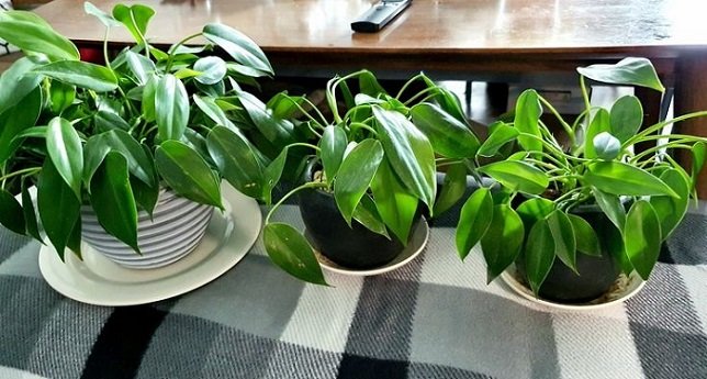 Cây Trầu Bà Tỷ Phú Để Bàn