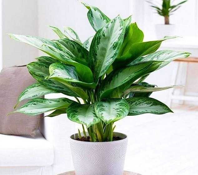 Cây Ngân Hậu Để Bàn 2