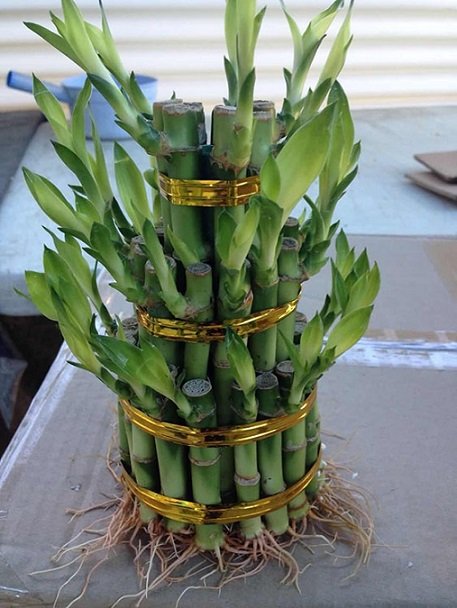 Cây Trúc Phú Qúy (để bàn) 3