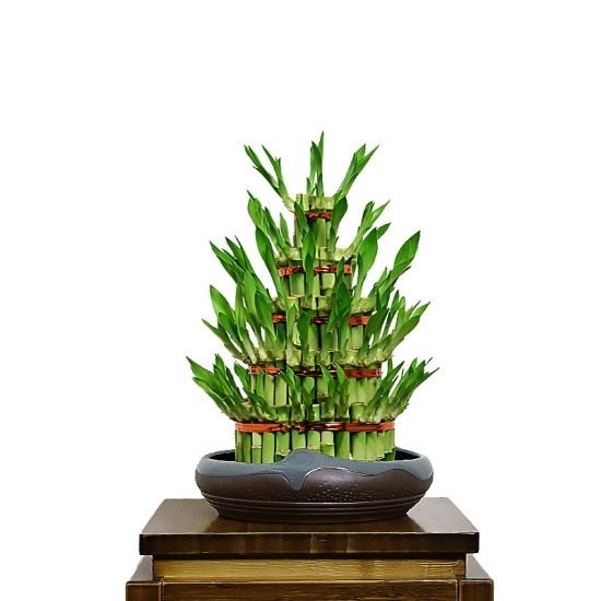 Cây Trúc Phú Qúy (để bàn) 2
