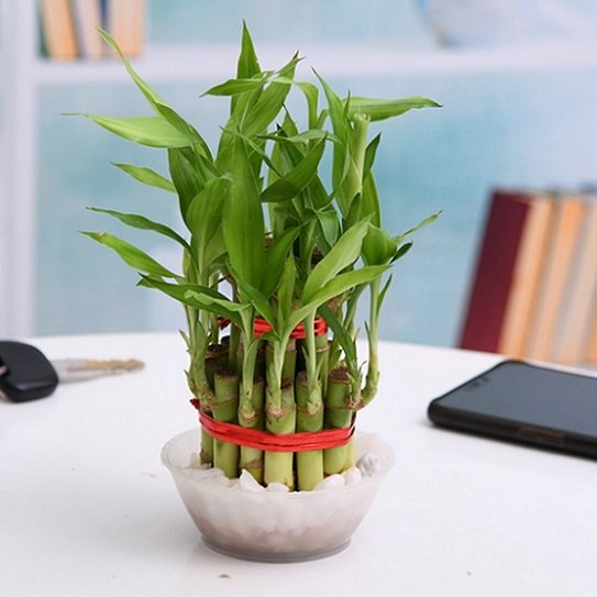 Cây Trúc Phú Qúy (để bàn)