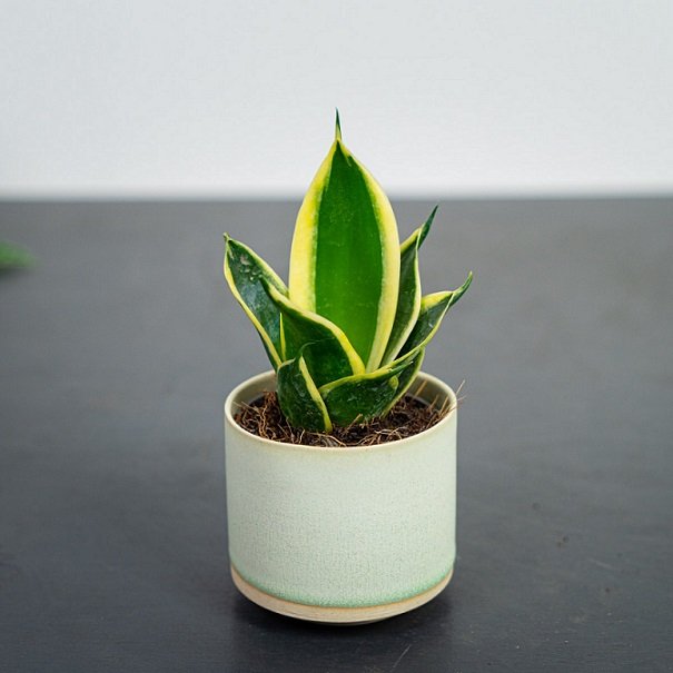 Cây Lưỡi Hổ Thái để bàn 2