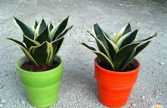 Cây Lưỡi Hổ Thái để bàn 3