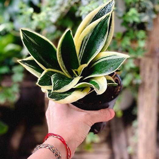 Cây Lưỡi Hổ Thái để bàn