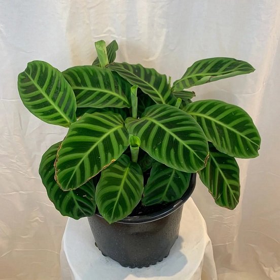 Cây Đuôi Công Calathea Zebrina 3