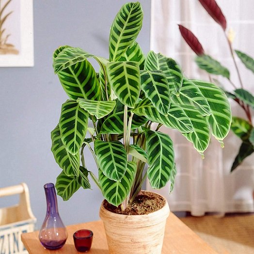 Cây Đuôi Công Calathea Zebrina