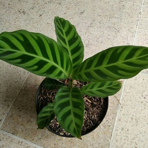 Cây Đuôi Công Calathea Zebrina 2