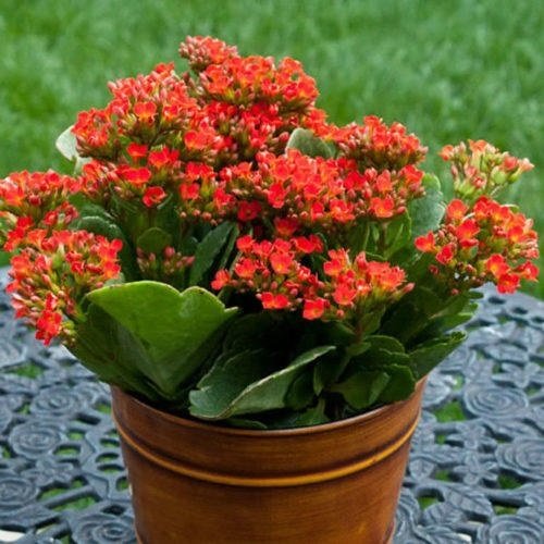 Cây Sống Đời Kép (để bàn)