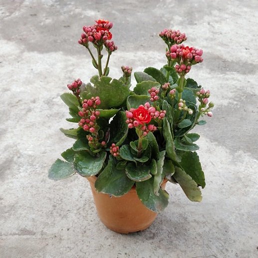 Cây Sống Đời Kép (để bàn) 3