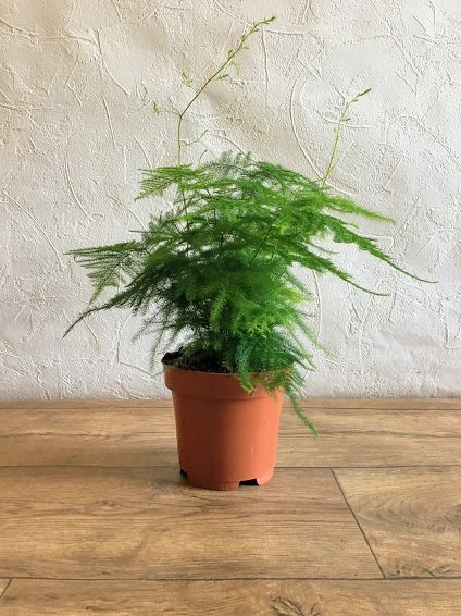 Cây Kim Thủy Tùng để bàn 3