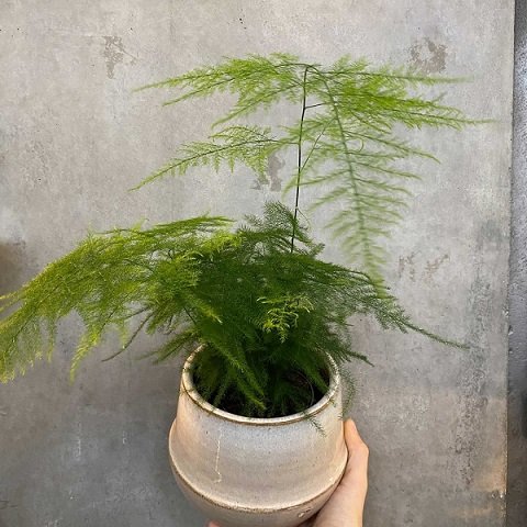 Cây Kim Thủy Tùng để bàn