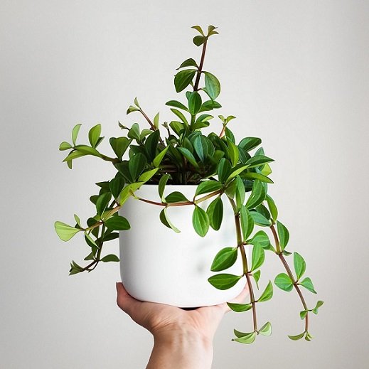 Chậu Cây Bình An Để Bàn