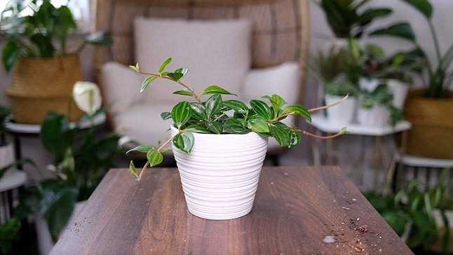 Chậu Cây Bình An Để Bàn 3