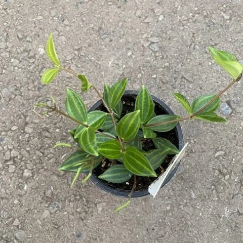 Chậu Cây Bình An Để Bàn 2