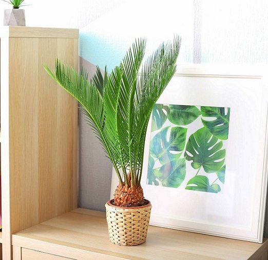 Cây Vạn Tuế Để Bàn 2