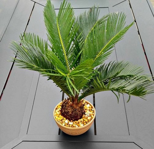 Cây Vạn Tuế Để Bàn