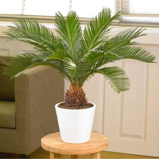 Cây Vạn Tuế Để Bàn 3