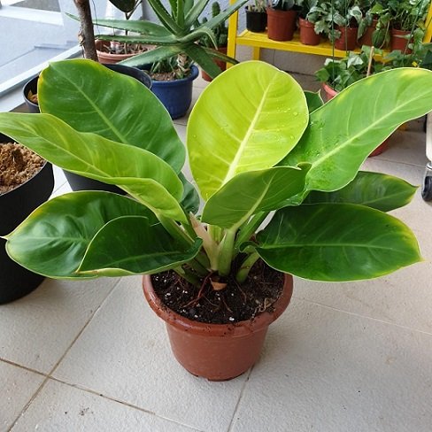 Cây Trầu Bà Đế Vương Vàng
