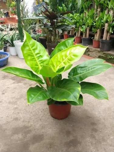 Cây Trầu Bà Đế Vương Vàng 3