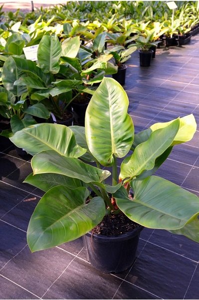 Cây Trầu Bà Đế Vương Vàng 2