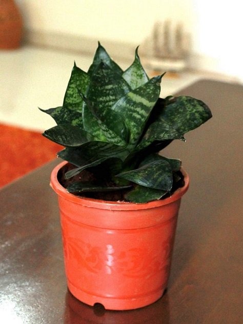 Cây Lưỡi Mèo Để Bàn 3
