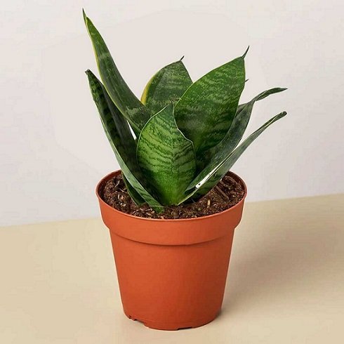 Cây Lưỡi Mèo Để Bàn