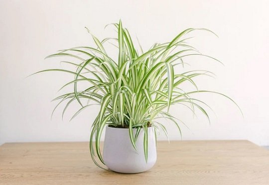Cây Cỏ Lan Chi để bàn 2