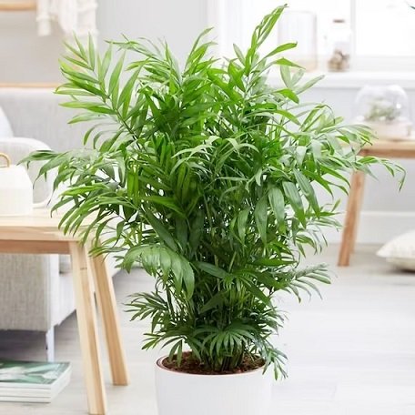 Cây Cau Tiểu Trâm để bàn 2