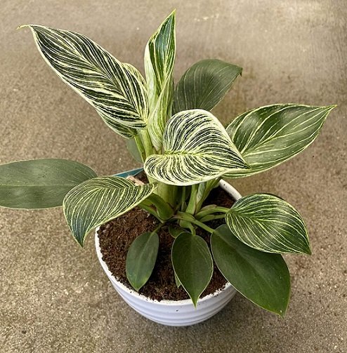 Cây Trầu Bà Đế Vương Hoàng Kim 3