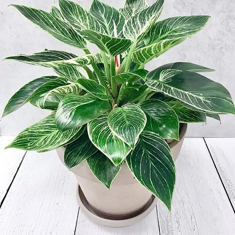 Cây Trầu Bà Đế Vương Hoàng Kim