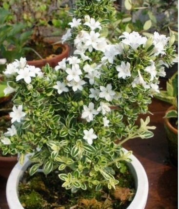 Cây Bạch Tuyết Mai để bàn