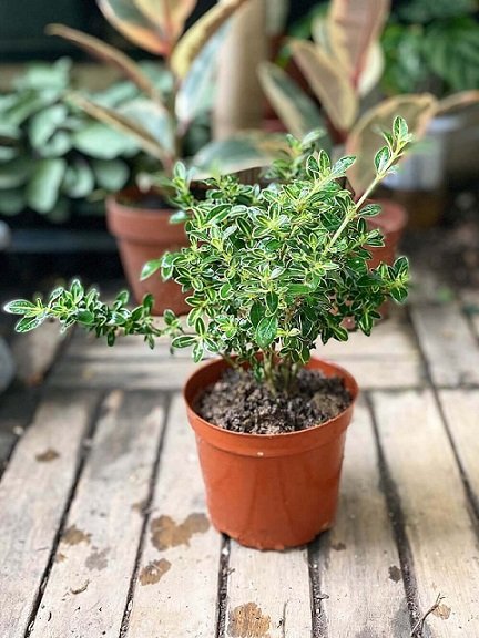 Cây Bạch Tuyết Mai để bàn 2