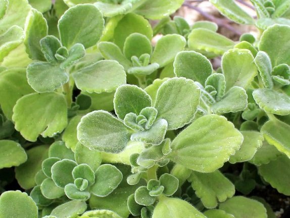 Cây Nhất Mạt Hương để bàn 3