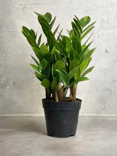 Cây Kim Phát Tài để bàn 3